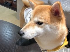 -逗柴咖啡屋·狗咖猫咖宠物桌游