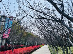 -高东镇樱花园