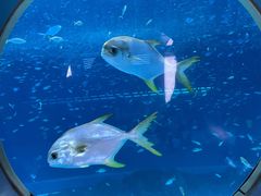 -上海海昌海洋公园