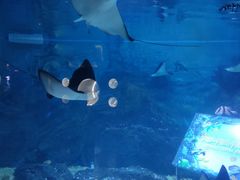 -烟台海昌鲸鲨海洋公园