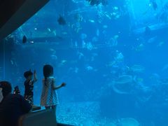 -海棠湾洲际-涛·海底餐厅·美人鱼·自助餐·海底隧道