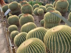 -北京植物园-展览温室