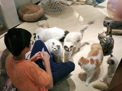 -momokira米努特·德文卷毛猫·棉花面纱犬