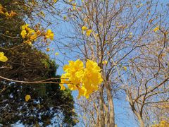 -天适樱花悠乐园