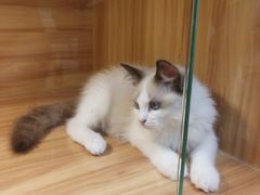 -猫十亿·布偶金渐层·曼基康矮脚猫舍(青年路店)