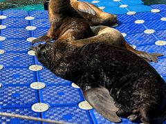 -海合安成都极地海洋公园