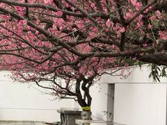 -石家庄市植物园