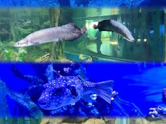 -广州海洋馆