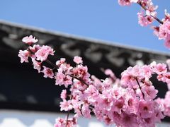 -苏州上方山国家森林公园