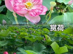 -白洋淀景区