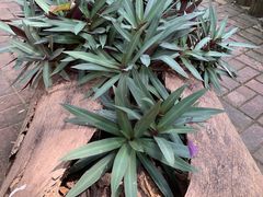 -南宁良凤江国家森林公园