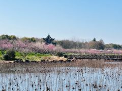 -上海海湾国家森林公园