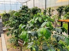 景观位-MUSEO COFFEE咖啡博物馆