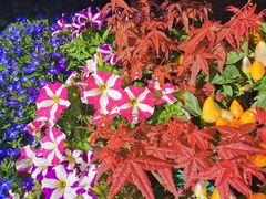 -溪岸路花鸟市场