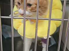 -瑞派福兴宠物医院犬猫全科·骨科·中西医结合(河东店)