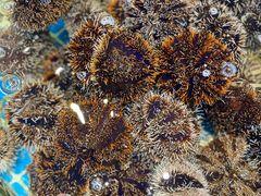 -三亚火车头万人海鲜广场