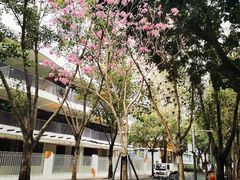 -深圳仙湖植物园