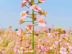 -中国天府农业博览园