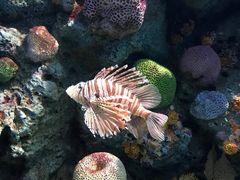 -暹罗海洋世界