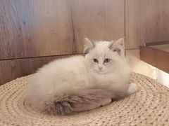 -喵喵咪呀布偶猫咖(春熙路店)