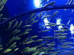 -芜湖新华联大白鲸海洋公园