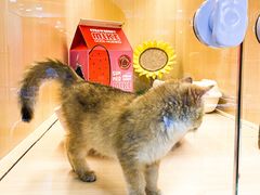 -momokira米努特·德文卷毛猫·棉花面纱犬