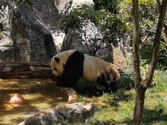 -云南野生动物园