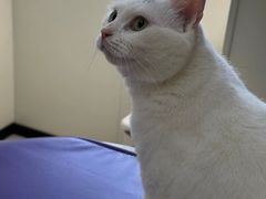 -美联众合动物医院·24h京西诊疗中心