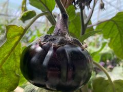 -甜心庄园·甜心草莓采摘园(西青中北店)