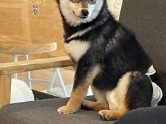 -南京Hallo宠物乐园·哈罗犬舍·柴犬繁育基地