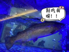 淡水三文鱼-沱江鱼府(丽江店)