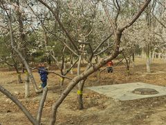 -永定河休闲森林公园