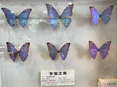 -上海大自然野生昆虫馆