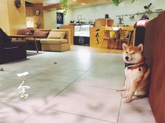 大堂-柴务处·柴犬主题狗咖
