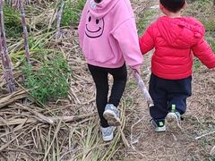 -菊园百果园