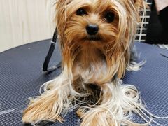 -小尾巴宠物店(万科·金域华庭店)