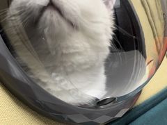 -伟伟宠物医院·CT影像中心·瑞派犬猫综合性门诊(汉口总院)