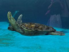 -海合安成都极地海洋公园