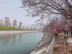 -桃花堤公园