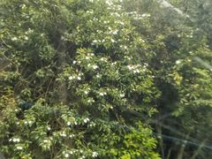 -七仙岭温泉国家森林公园