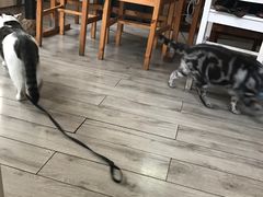 -海边的猫和咖啡馆