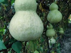 -中国天府农业博览园