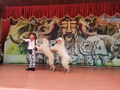 -灵玲国际马戏城