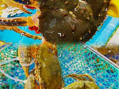 -四川小胡子海鲜(丁村万人海鲜广场店)