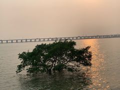 -宝安西湾红树林湿地公园