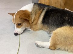 -Heymao猫咖.咖啡厅(东门店)