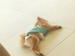 -怪兽屋·羊驼·猫咖·狗咖(俊华广场店)