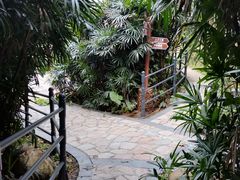 -银湖山郊野公园-相思林