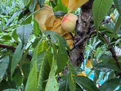 -老袁家蜜桃农场·阳山水蜜桃