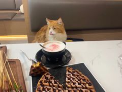 -喵园·猫主题咖啡厅·撸猫·猫咖(国贸店)